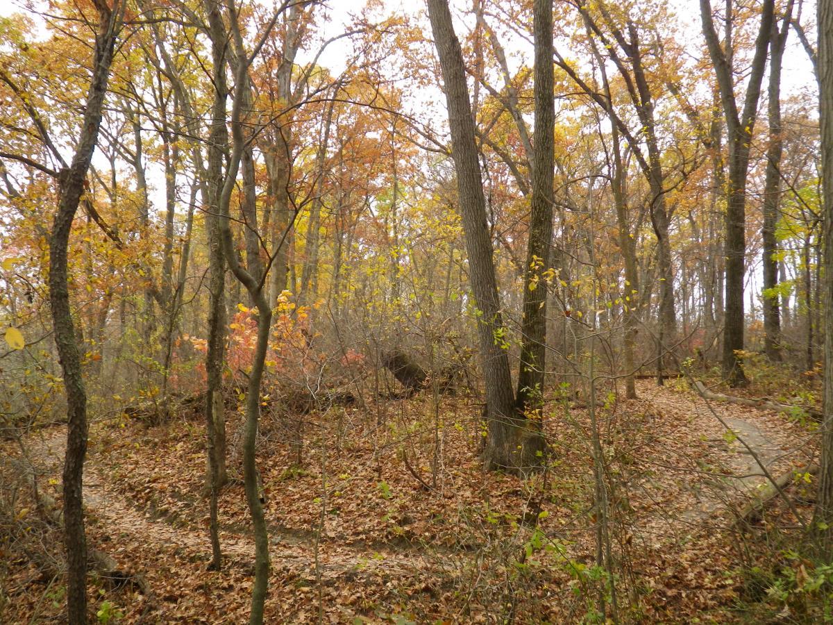 A winding path through a forest during autumn, surrounded by trees with colorful leaves in shades of yellow, orange, and red. The ground is covered in fallen leaves, creating a serene and tranquil atmosphere. Outback Trail at Imagination Glenn mountain bike trail.