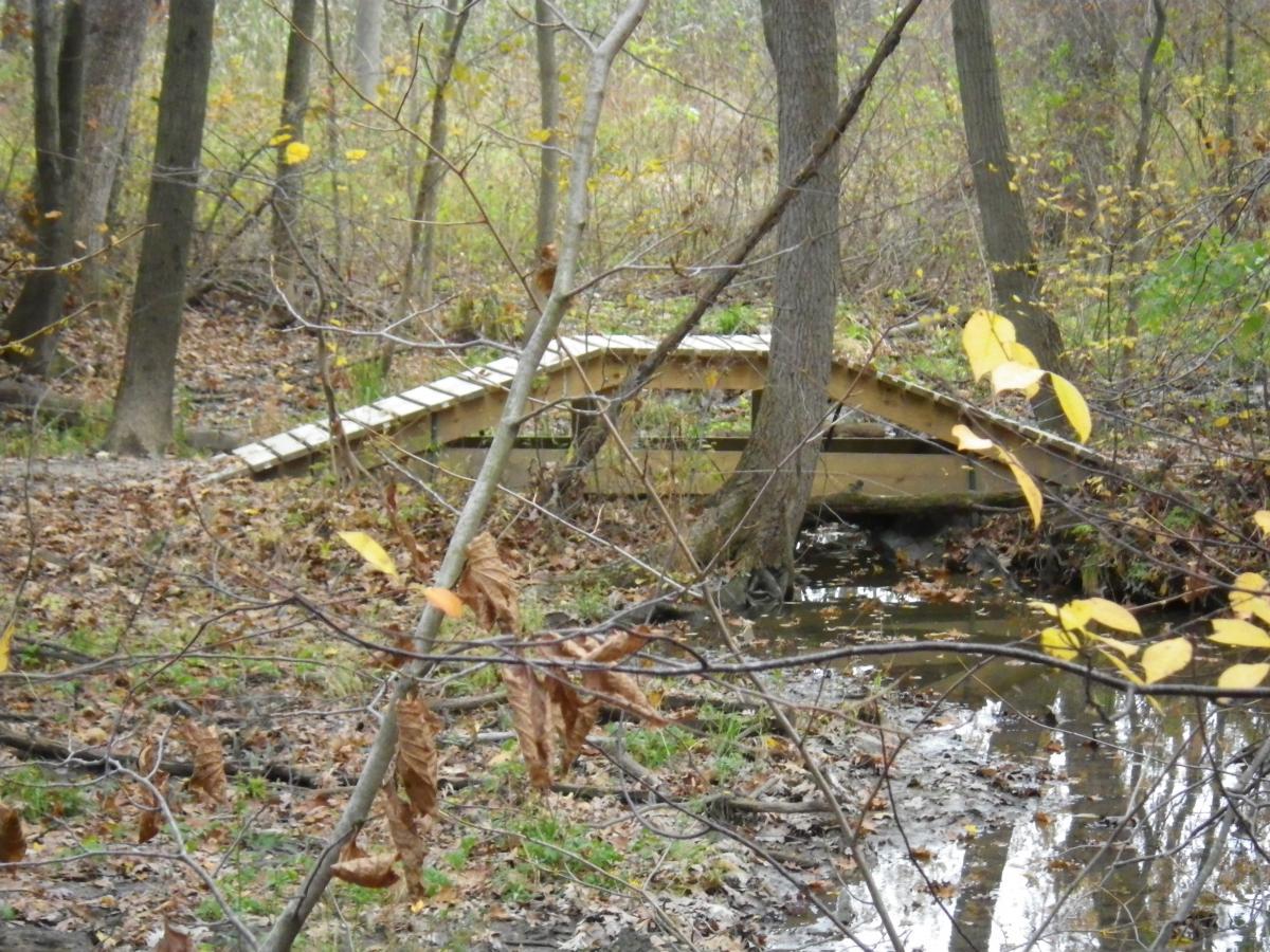 A small wooden footbridge spans a narrow stream in a forested area, surrounded by trees and fallen leaves. The scene captures the tranquil beauty of nature in autumn, with hints of yellow leaves on the branches and a soft, grassy landscape. Outback Trail at Imagination Glenn mountain bike trail.