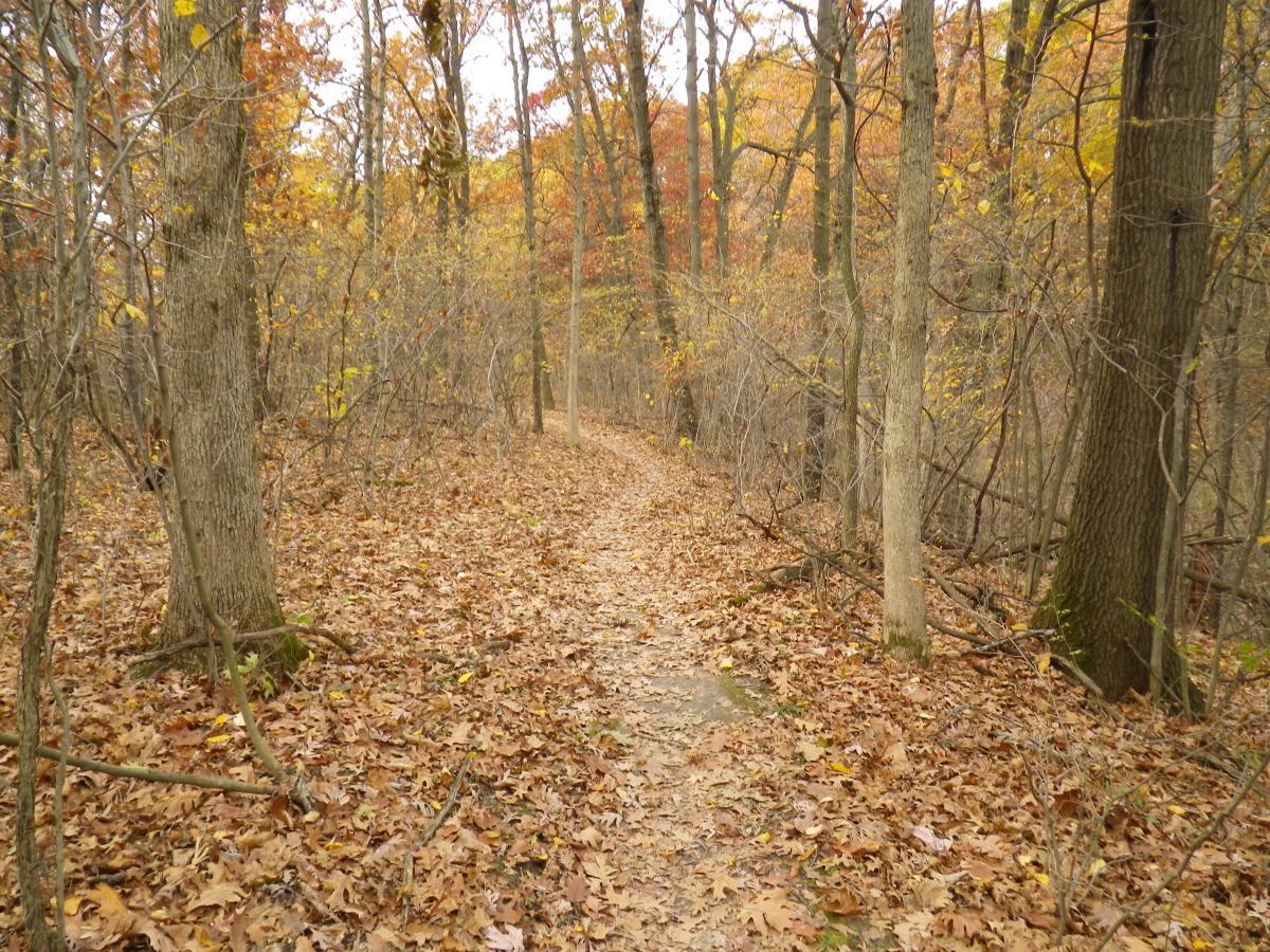 A winding dirt path through a forest blanketed with autumn leaves, lined by trees with colorful foliage in shades of orange, yellow, and brown. Outback Trail at Imagination Glenn mountain bike trail.