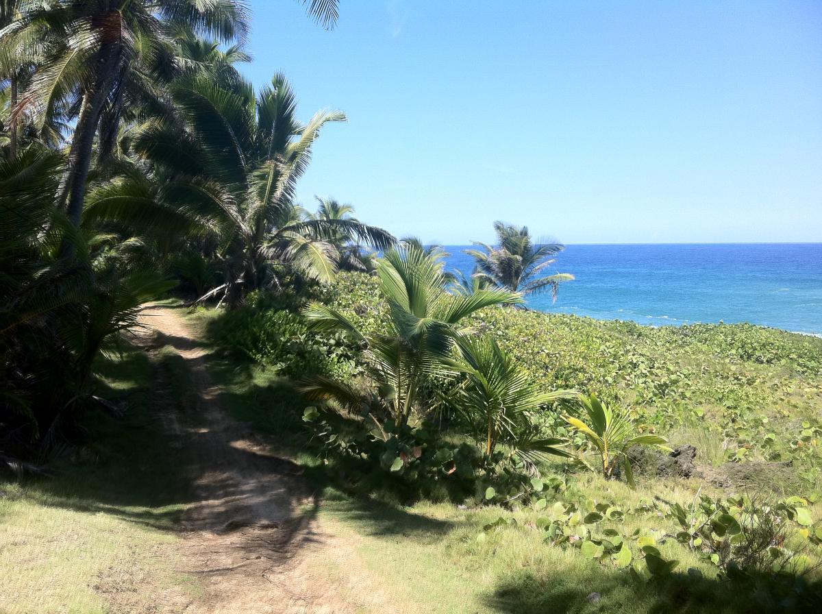 A scenic coastal path lined with palm trees and lush vegetation leads down to the ocean, with clear blue water and a bright sky in the background. Cerro Gordo Trail mountain bike trail.
