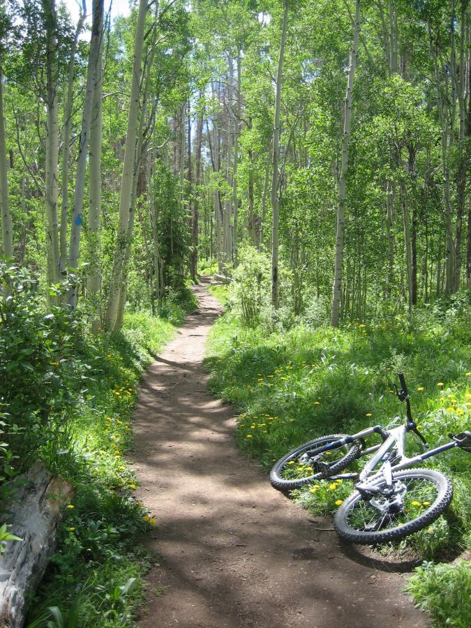 A winding dirt bike trail surrounded by tall green trees and vibrant foliage, with a white mountain bike resting on the side of the path. Sunlight filters through the leaves, creating a serene outdoor atmosphere. Peaks Trail mountain bike trail.