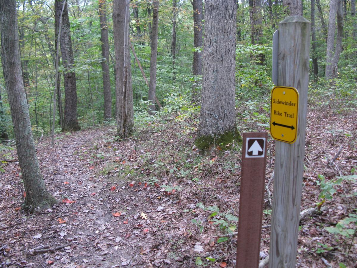 A winding dirt path through a forest, surrounded by tall trees and fallen leaves. A wooden sign indicates the "Sidewinder Bike Trail" with arrows pointing left and straight ahead. The scene captures the serene beauty of nature in an outdoor recreational area. Lake Hope State Park mountain bike trail.