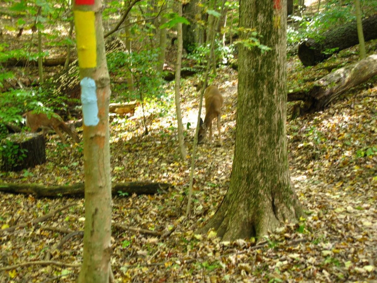 A tranquil forest scene with sunlight filtering through the trees, showing a wooded area covered in fallen leaves. In the foreground, a tree is marked with colorful paint, and two deer can be seen grazing in the background among the trees. East Fork mountain bike trail.
