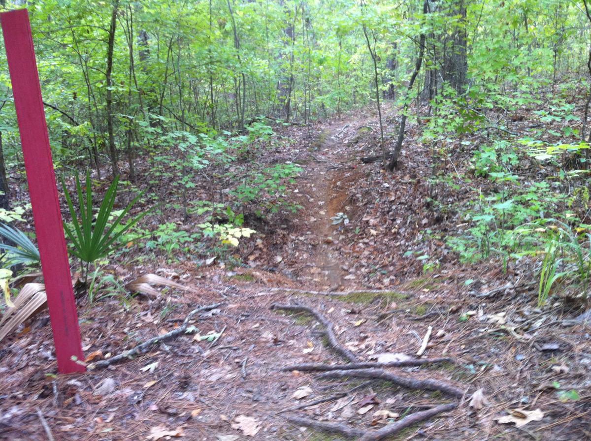 A narrow dirt path winds through a green, wooded area, with a red marker on the left side. The ground is covered in fallen leaves and twigs, and small plants and shrubs surround the trail. The Monkey Trail mountain bike trail.