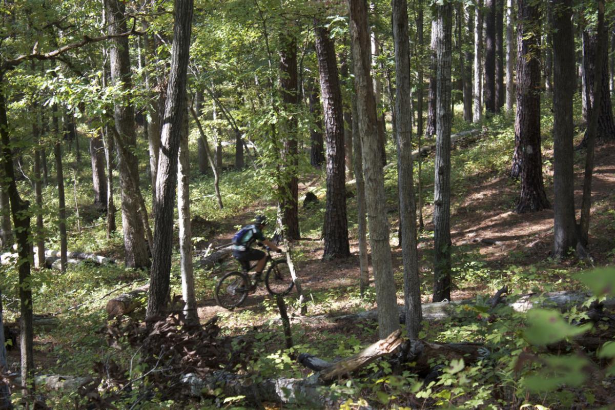 A mountain biker rides through a dense forest, surrounded by tall trees and lush greenery. Sunlight filters through the leaves, creating a serene and vibrant atmosphere. Lick Fork (Horn Creek) mountain bike trail.