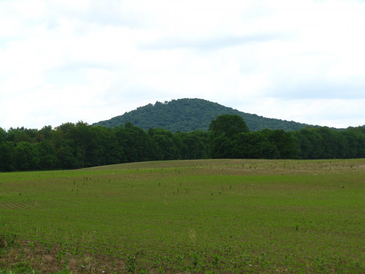 A scenic view of a green field with young crops growing in the foreground, framed by a line of trees. In the background, a gently sloping hill rises under a cloudy sky, creating a tranquil rural landscape. Great Seal State Park mountain bike trail.