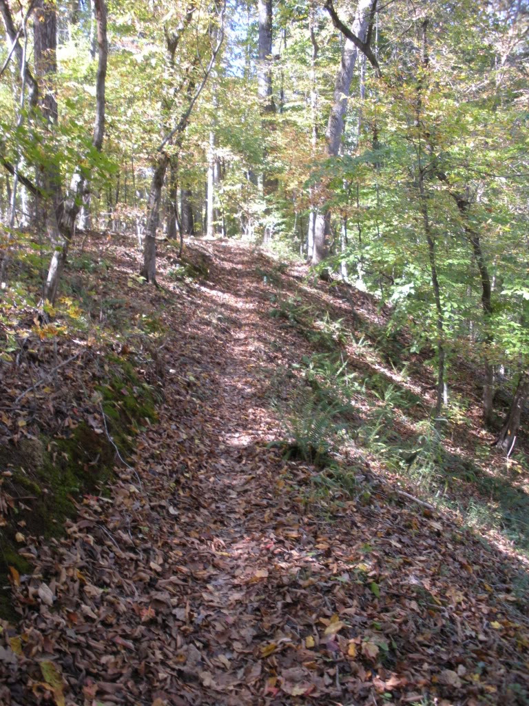 A winding dirt path through a forest, surrounded by trees with green and yellow leaves, and a carpet of fallen leaves covering the ground. The sunlight filters through the canopy, creating a serene and inviting atmosphere.