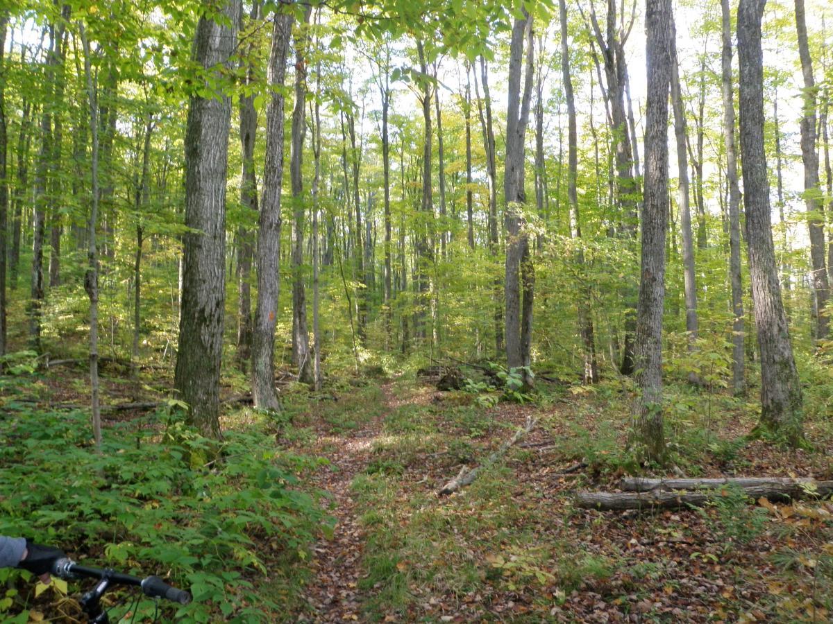 A serene forest scene featuring tall trees with green leaves and a dirt path winding through the underbrush. Soft sunlight filters through the canopy, illuminating the foliage and creating a peaceful atmosphere. Kolapore Uplands mountain bike trail.