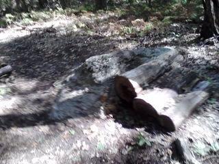A blurred image of a forested area featuring a large rock and several pieces of wood on the ground, surrounded by leafy foliage and dirt paths. Russell Mill mountain bike trail.