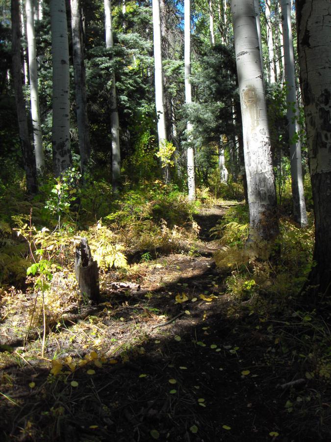 A tranquil forest scene featuring tall, white-trunked trees surrounded by lush greenery and autumn leaves. A winding dirt path leads through the forest, illuminated by sunlight peeking through the branches, creating a serene and inviting atmosphere. Devil Mountain: Snow Springs Trail mountain bike trail.