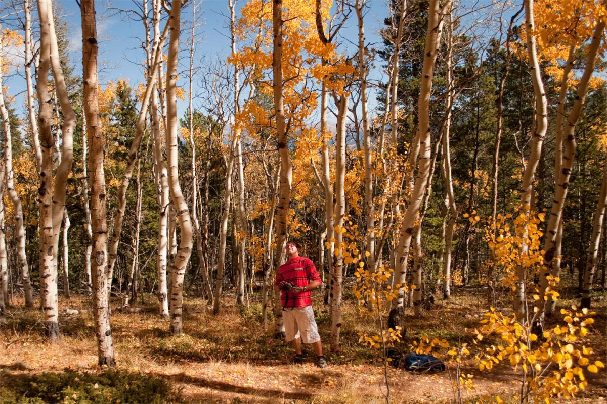 A person stands among tall aspen trees with bright yellow leaves in an autumn forest. The sky is clear and blue, and the ground is covered with a mix of grass and fallen leaves. The individual is wearing a red plaid shirt and shorts, looking up at the trees. Colorado Trail: Kenosha Pass To Breckenridge mountain bike trail.