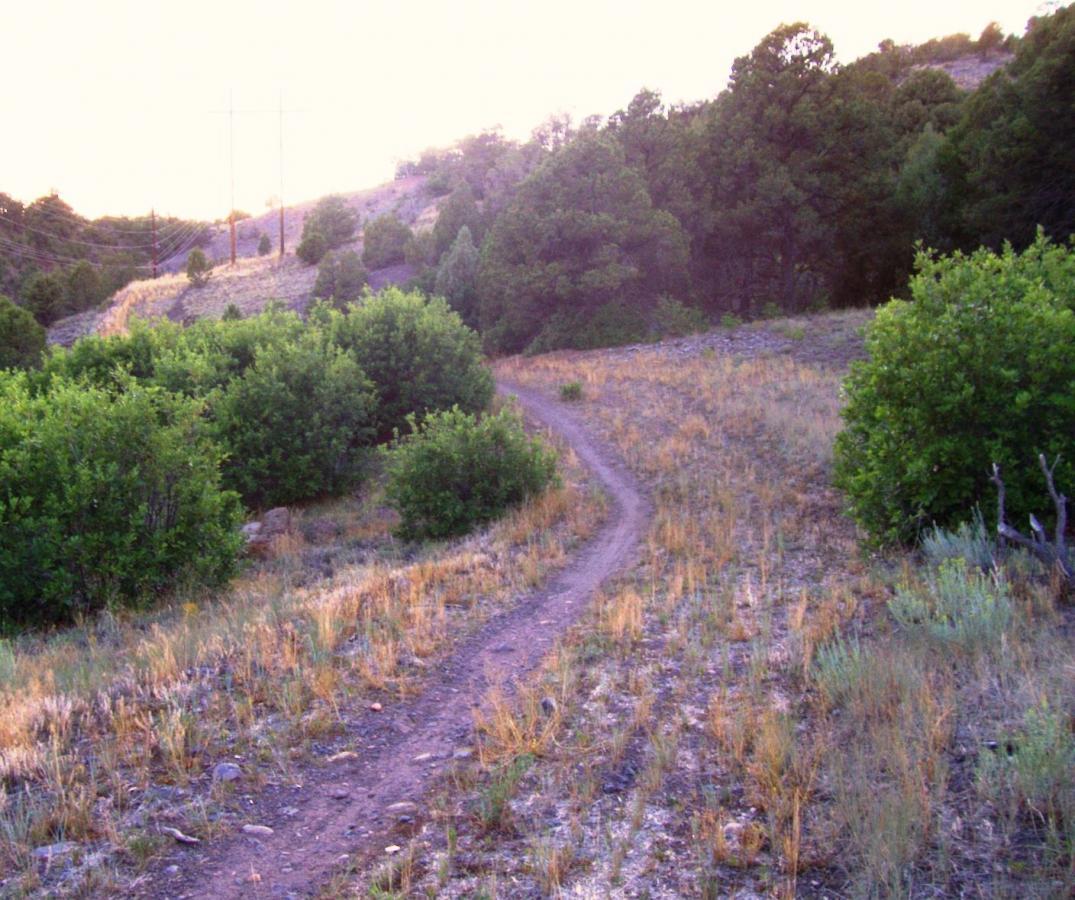A winding dirt path meanders through a hilly landscape, flanked by green bushes and scattered grasses. In the background, trees rise on a slope, while power lines stretch across the hillside under a soft, golden light. Telegraph Trail System mountain bike trail.