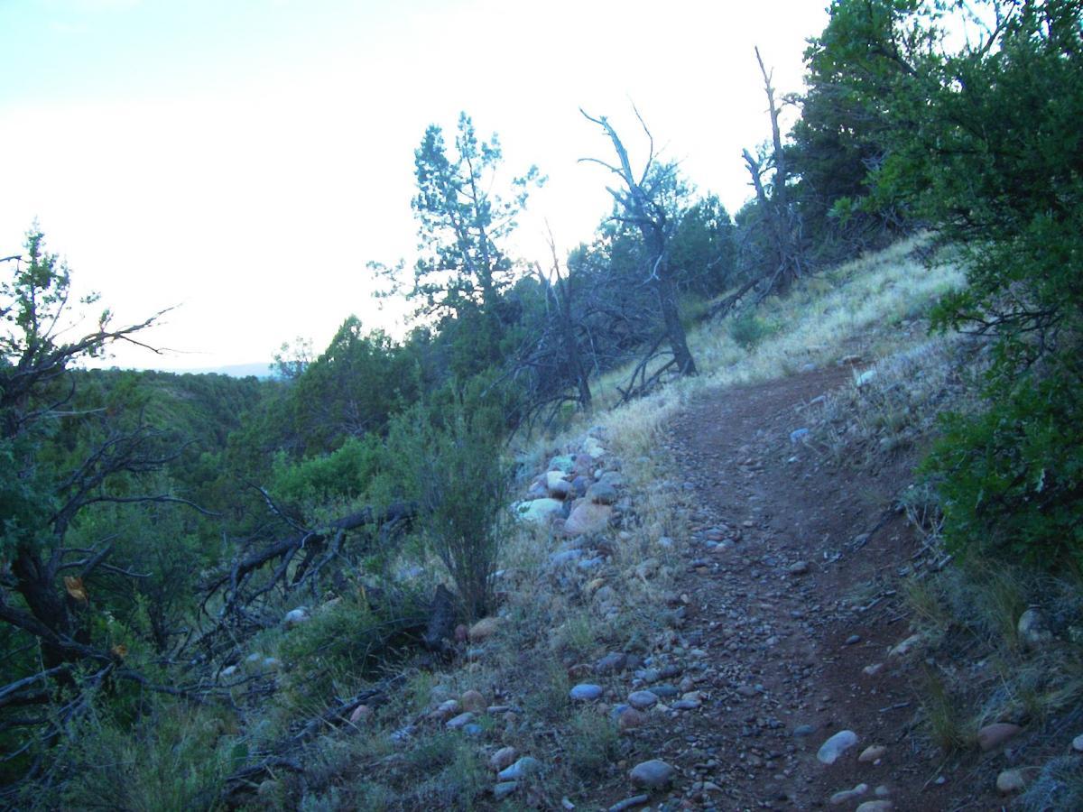 A winding dirt trail through a forested area, bordered by shrubs and rocks. Tall trees surround the path, with some appearing dry or fallen. The scene is set in a natural landscape under a light, blue sky, suggesting early morning or late afternoon light. Telegraph Trail System mountain bike trail.