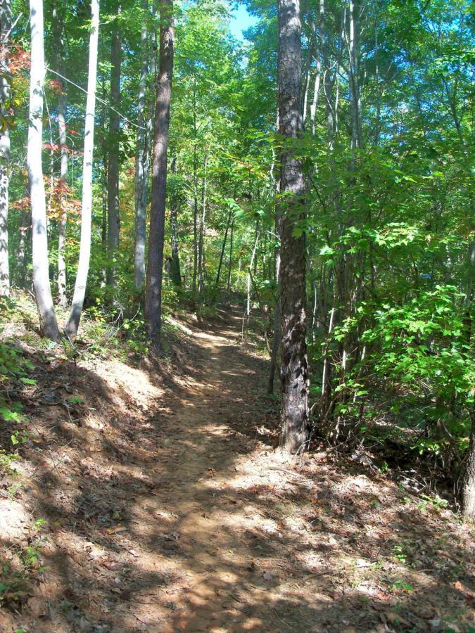 A narrow dirt path winding through a serene forest, lined with tall trees and vibrant greenery, under a clear blue sky. Sunlight filters through the leaves, creating dappled shadows on the ground. Woodring Branch mountain bike trail.
