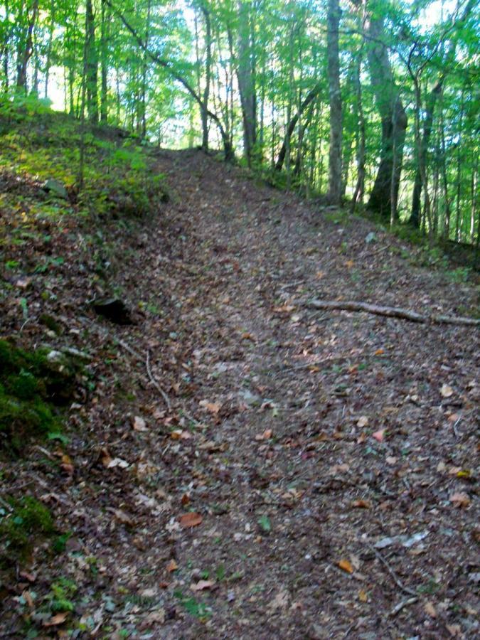 A dirt trail winding uphill through a lush forest, surrounded by green trees and a carpet of fallen leaves. The path is slightly uneven with scattered rocks and branches, inviting exploration in a serene nature setting. Ridgeway Loop mountain bike trail.