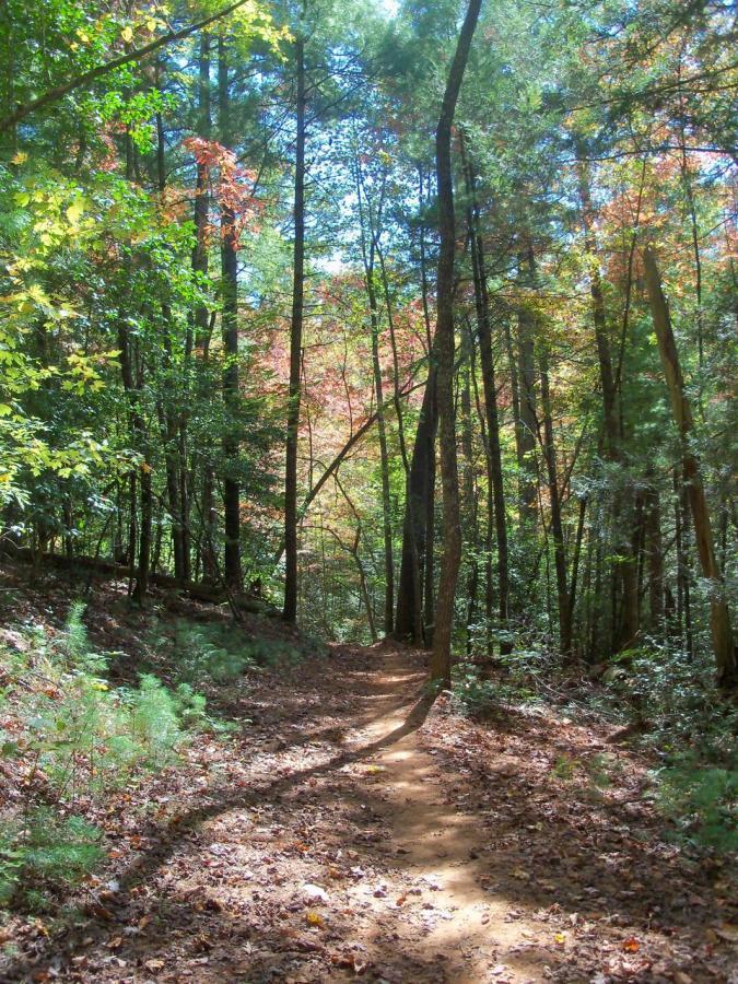 A dirt trail winding through a wooded area, surrounded by tall trees and colorful autumn foliage. Sunlight filters through the branches, casting shadows along the path. The ground is covered with fallen leaves and greenery on either side of the trail. Bull / Jake Mountain mountain bike trail.