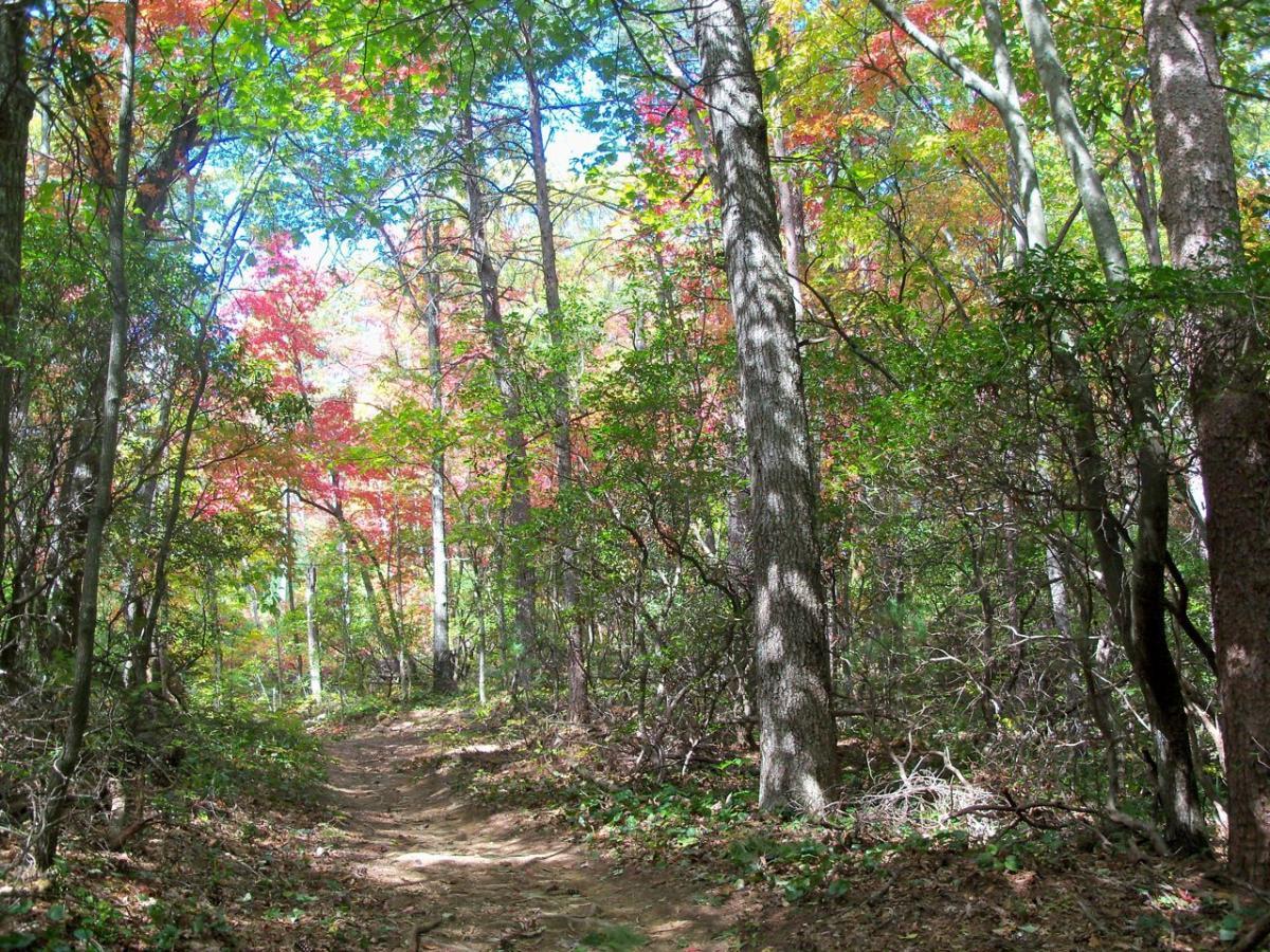 A serene forest path winding through tall trees with vibrant autumn foliage, showcasing a mix of red, orange, and green leaves under a bright blue sky. The sunlight filters through the branches, casting dappled shadows on the ground. Bull / Jake Mountain mountain bike trail.