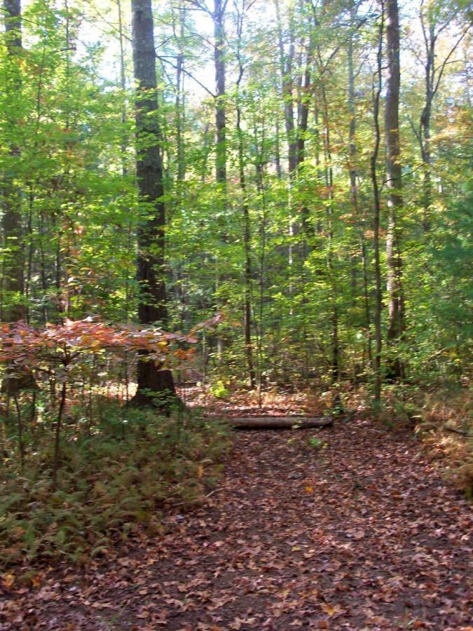 A serene woodland path curving through a forest filled with lush green trees and scattered autumn leaves on the ground, illuminated by soft sunlight. Bull / Jake Mountain mountain bike trail.
