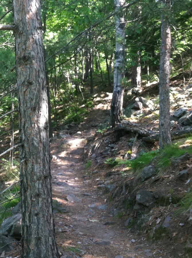 A narrow dirt trail winding through a dense forest, surrounded by tall trees with green foliage and rocky terrain. Soft sunlight filters through the leaves, creating a dappled light effect on the ground. Noquemanon Trails Network: South Marquette Trails mountain bike trail.