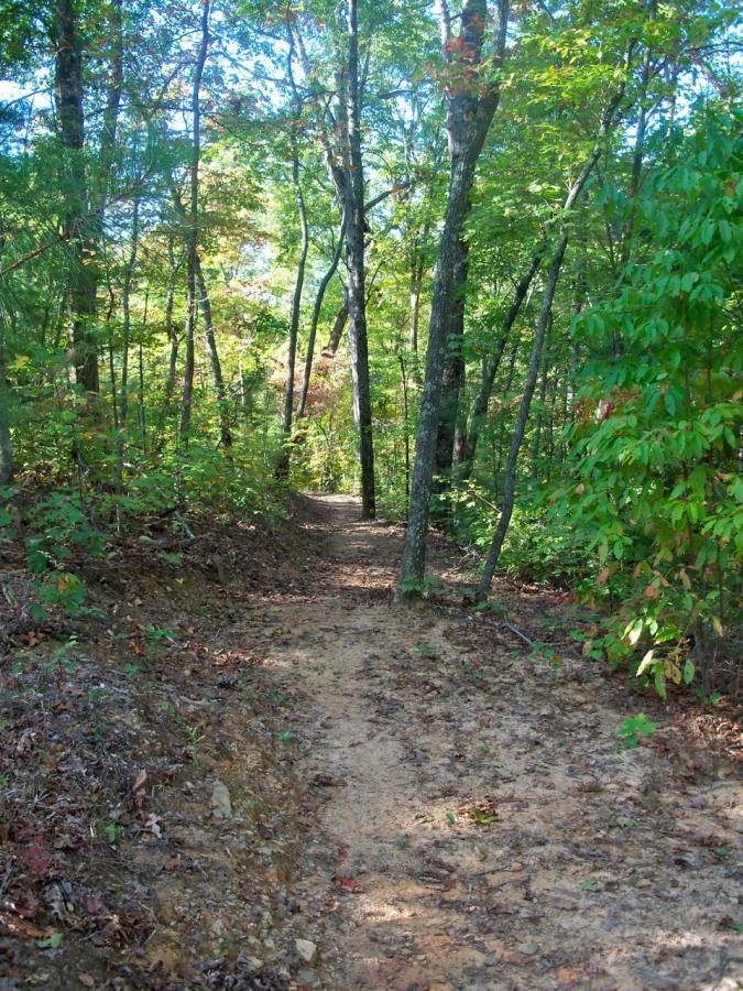 A winding dirt path through a lush green forest, bordered by tall trees and vibrant foliage. Sunlight filters through the leaves, creating a serene and inviting atmosphere for walking or hiking. Ridgeway Loop mountain bike trail.
