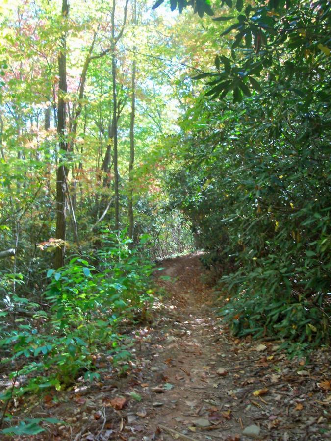 A narrow dirt path winding through lush greenery, with a mix of trees displaying vibrant autumn foliage. Sunlight filters through the leaves, creating a serene and inviting atmosphere in the woods. Bull / Jake Mountain mountain bike trail.