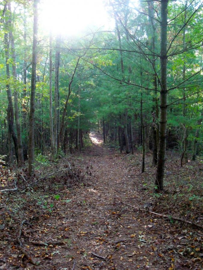 A serene forest path lined with trees, illuminated by soft sunlight filtering through the foliage, with scattered leaves on the ground and lush greenery on either side. Ridgeway Loop mountain bike trail.