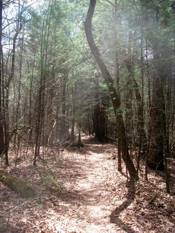A narrow dirt path winding through a dense forest, lined with trees showing a mix of evergreen pine and bare branches. The ground is covered with fallen leaves, and soft sunlight filters through the canopy above, creating a tranquil atmosphere. River Loop mountain bike trail.