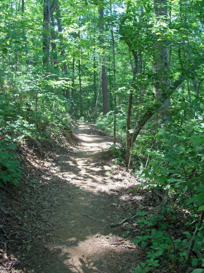 A narrow dirt trail winding through a lush green forest, surrounded by trees and dense foliage under bright sunlight. Taylor Randahl Memorial Mountain Bike Trails At Olde Rope Mill Park mountain bike trail.