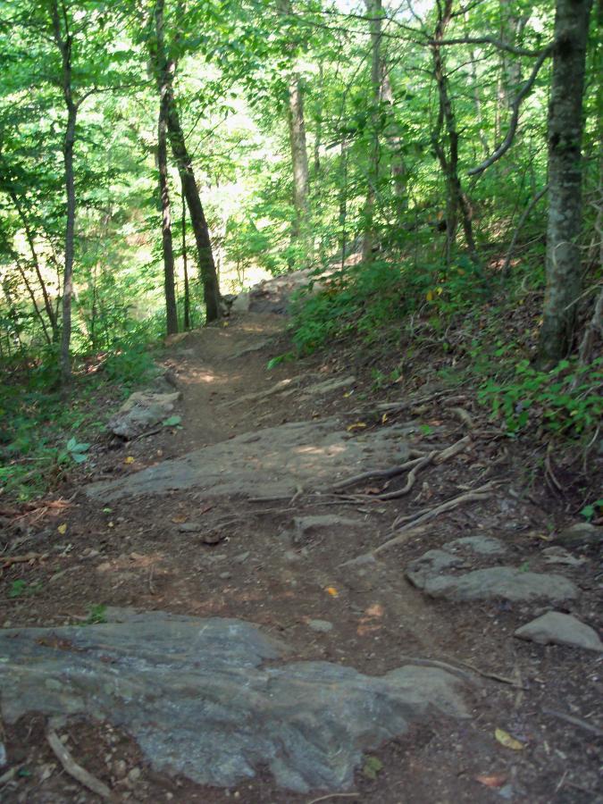 A winding dirt trail leads through a lush green forest, lined with trees and scattered rocks. Sunlight filters through the foliage, highlighting the natural terrain with roots and stones along the path. Taylor Randahl Memorial Mountain Bike Trails At Olde Rope Mill Park mountain bike trail.