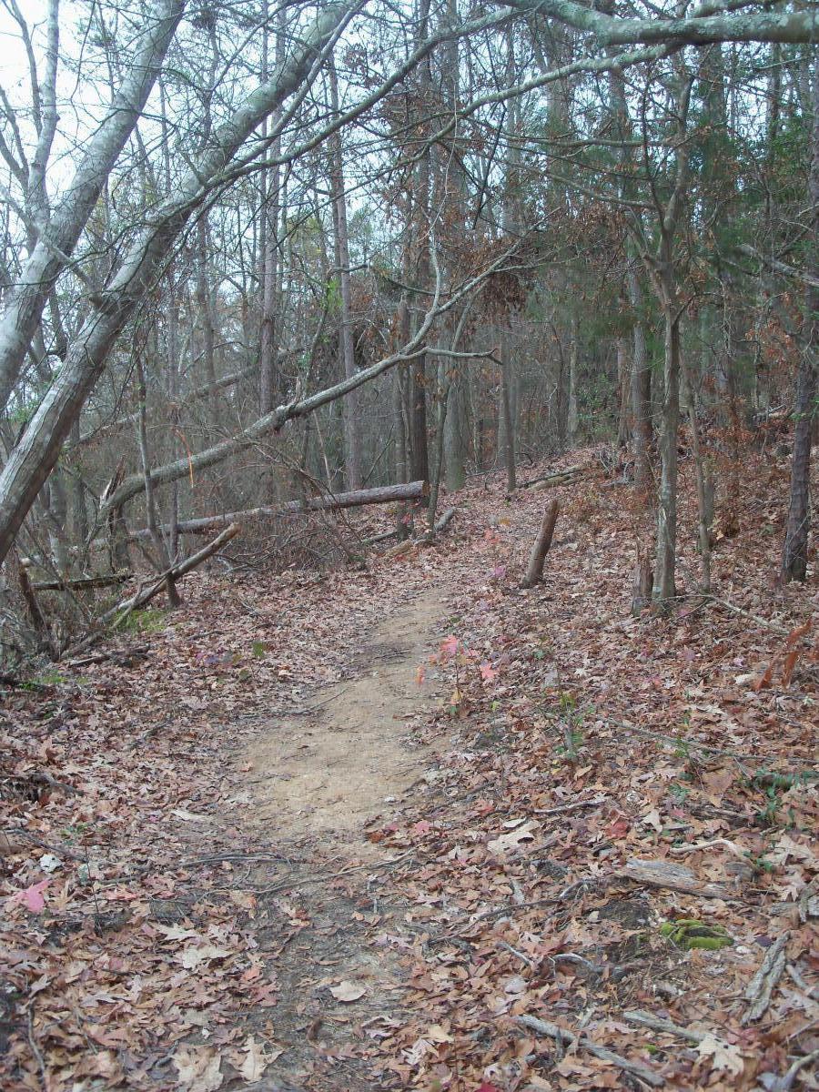 A narrow dirt path winds through a wooded area, surrounded by bare trees and fallen leaves, with hints of pink markers along the trail, indicating a pathway through the forest. Paynes Creek mountain bike trail.