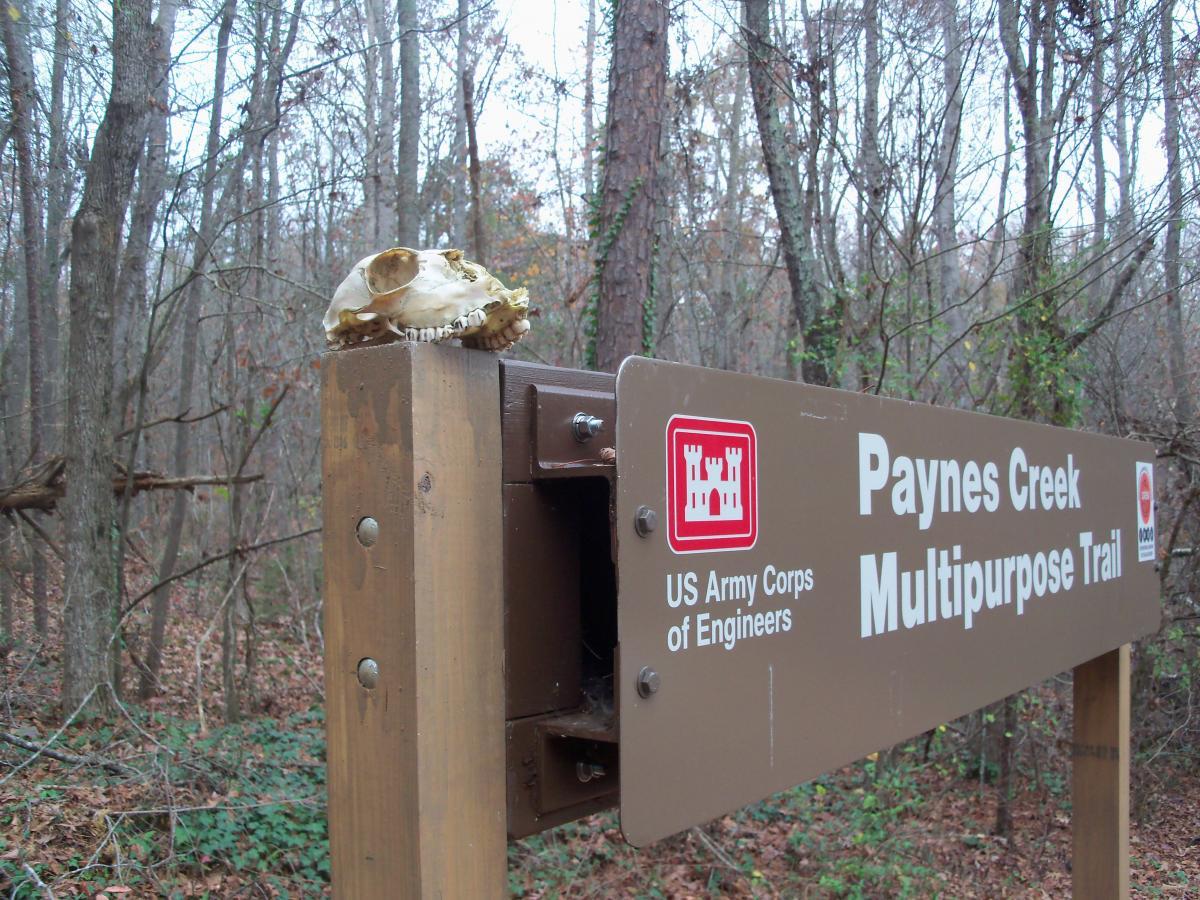 A weathered wooden sign for "Paynes Creek Multipurpose Trail" with a small animal skull resting on top, surrounded by a forested area with trees and fallen leaves. Paynes Creek mountain bike trail.