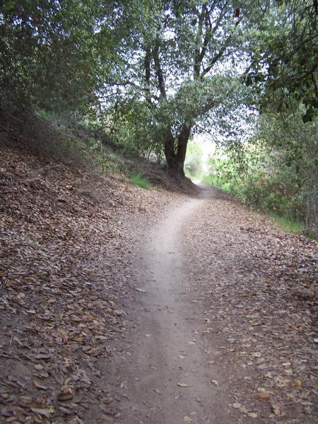 A winding dirt path surrounded by trees, with fallen leaves on the ground and soft sunlight filtering through the foliage. Aliso and Wood Canyons Wilderness Park mountain bike trail.