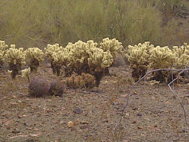 A cluster of cholla cacti with yellowish spines growing in a desert landscape, surrounded by sparse vegetation and rocky soil. Sonoran Trail mountain bike trail.