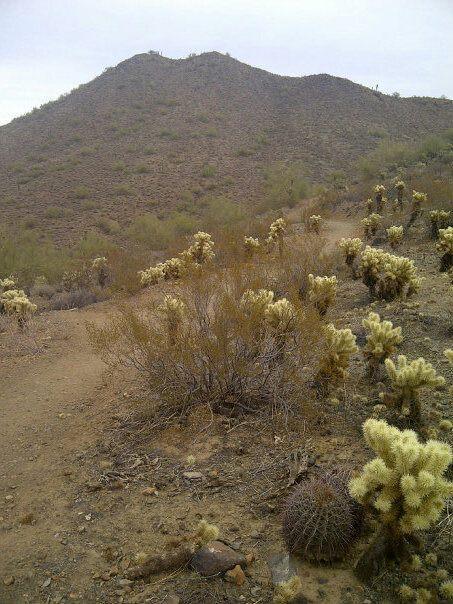 A desert landscape featuring a dirt path winding through a variety of cacti and shrubs. In the background, a gentle mountain rises under a cloudy sky. The foreground displays several cholla cacti, showcasing their distinct yellowish flowers, along with a round, spiny cactus. The scene captures the natural beauty of the arid environment. Sonoran Trail mountain bike trail.