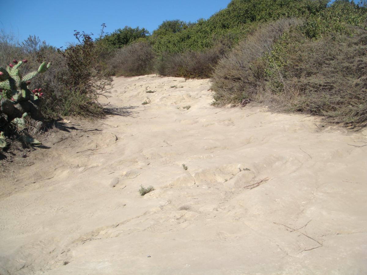 A sandy trail winding through low vegetation and shrubs, with a cactus on the left side. The path appears dry and sunlit, leading towards a green hillside under a clear blue sky. Aliso and Wood Canyons Wilderness Park mountain bike trail.