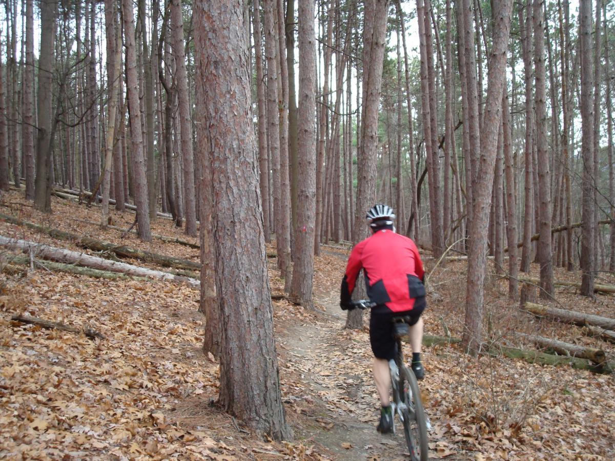 A person riding a mountain bike along a dirt trail in a forest filled with tall pine trees. The ground is covered in fallen leaves, and some logs are scattered throughout the area. The cyclist is wearing a red and black jacket and a helmet. North Park mountain bike trail.