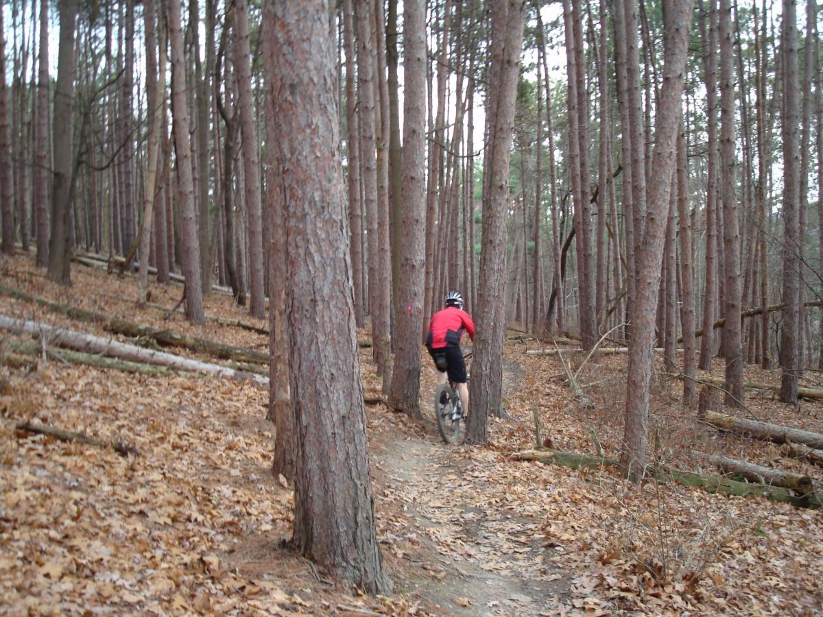 A cyclist in a red jacket rides a mountain bike along a narrow dirt trail through a dense forest of tall pine trees, with fallen leaves scattered on the ground. North Park mountain bike trail.