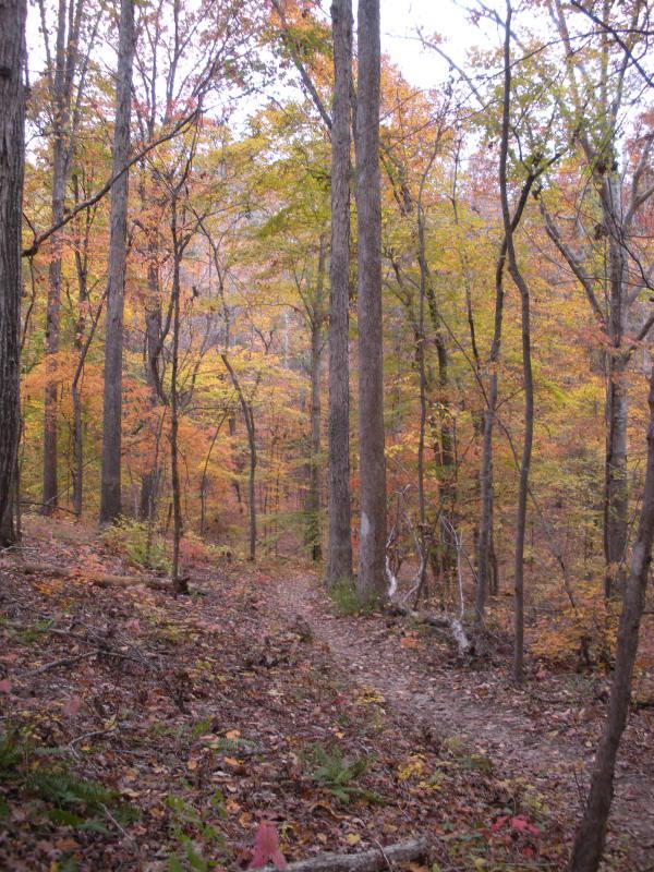 A serene forest path winding through trees with vibrant autumn foliage in shades of orange, yellow, and red. The ground is covered with fallen leaves, and the scene captures the natural beauty of a wooded area in fall. Modoc (Stevens Creek Trail) mountain bike trail.