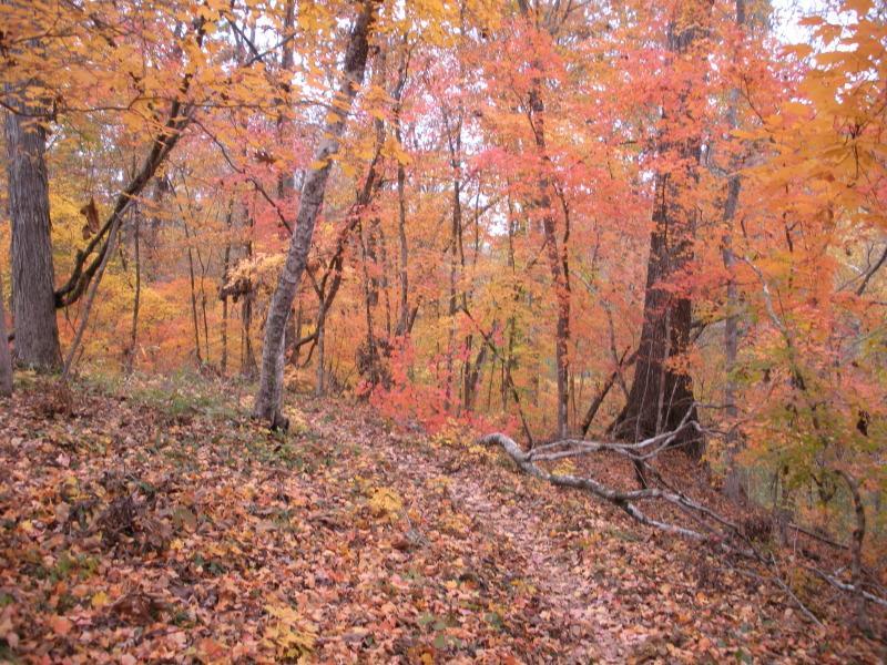 A scenic view of a forest in autumn, showcasing vibrant orange and red leaves on trees, with a carpet of fallen leaves on the ground. The path winds through the trees, inviting exploration into the colorful surroundings. Modoc (Stevens Creek Trail) mountain bike trail.