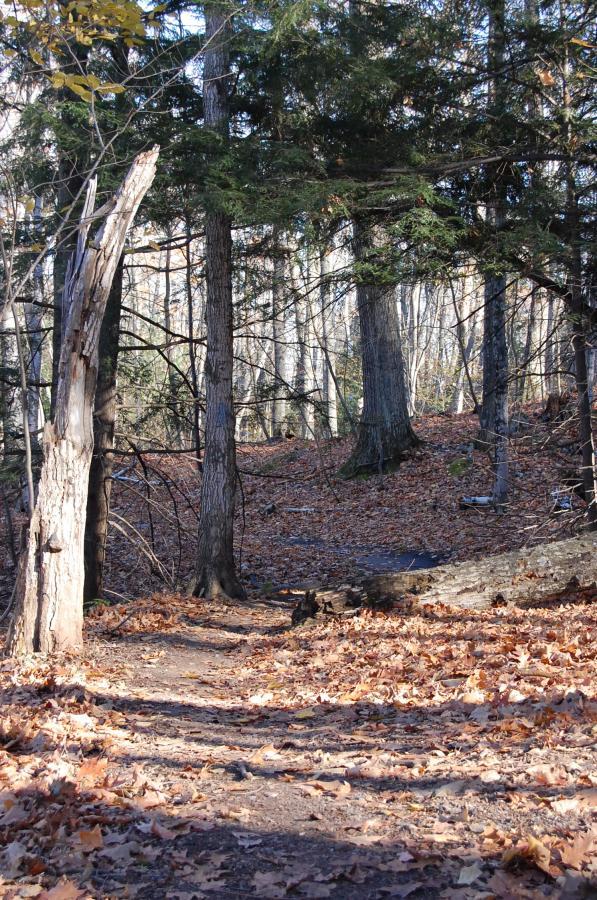 A winding path through a forest blanketed with fallen leaves, surrounded by tall trees and dappled sunlight filtering through the branches. The ground displays a mix of dirt and leaves, leading deeper into the wooded area. Noquemanon Trails Network: South Marquette Trails mountain bike trail.