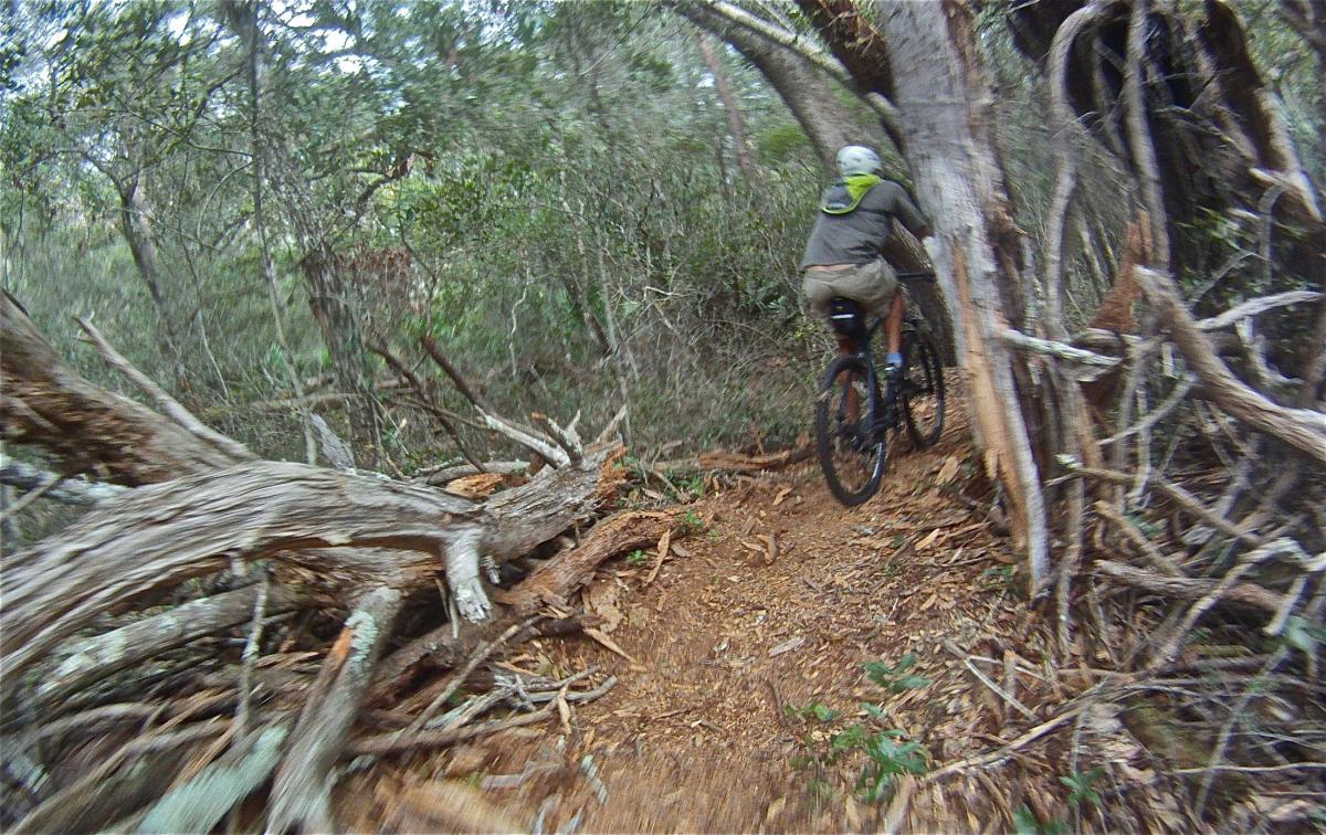 A person riding a mountain bike along a narrow dirt trail in a dense forest, surrounded by trees and fallen branches. Mala Compra mountain bike trail.