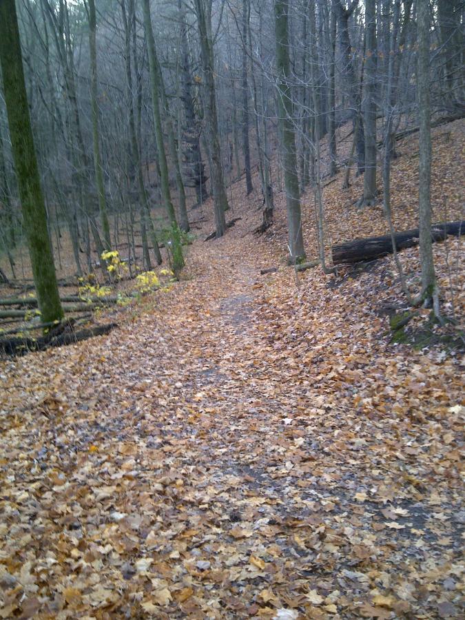 A winding path through a dense forest covered in fallen autumn leaves, with tall, bare trees on either side and hints of yellow foliage peeking through. The scene is calm and tranquil, capturing the essence of a quiet, natural setting in the fall. Bronte Creek Day Use Area mountain bike trail.