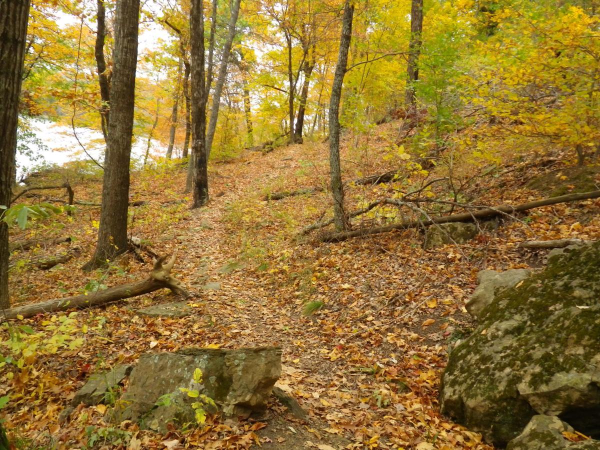 A serene forest path covered with autumn leaves, bordered by tall trees displaying vibrant yellow and orange foliage. The pathway winds slightly uphill, with occasional rocks and fallen branches, leading towards a distant body of water. Oklahoma "ankle Express" Hiking Trail - Greenleaf State Park mountain bike trail.