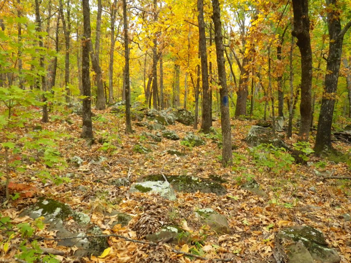 A serene forest scene showcasing autumn foliage, with trees displaying vibrant yellow and orange leaves. The ground is covered in fallen leaves and scattered rocks, creating a natural, earthy landscape. Soft sunlight filters through the branches, illuminating the peaceful setting. Oklahoma "ankle Express" Hiking Trail - Greenleaf State Park mountain bike trail.