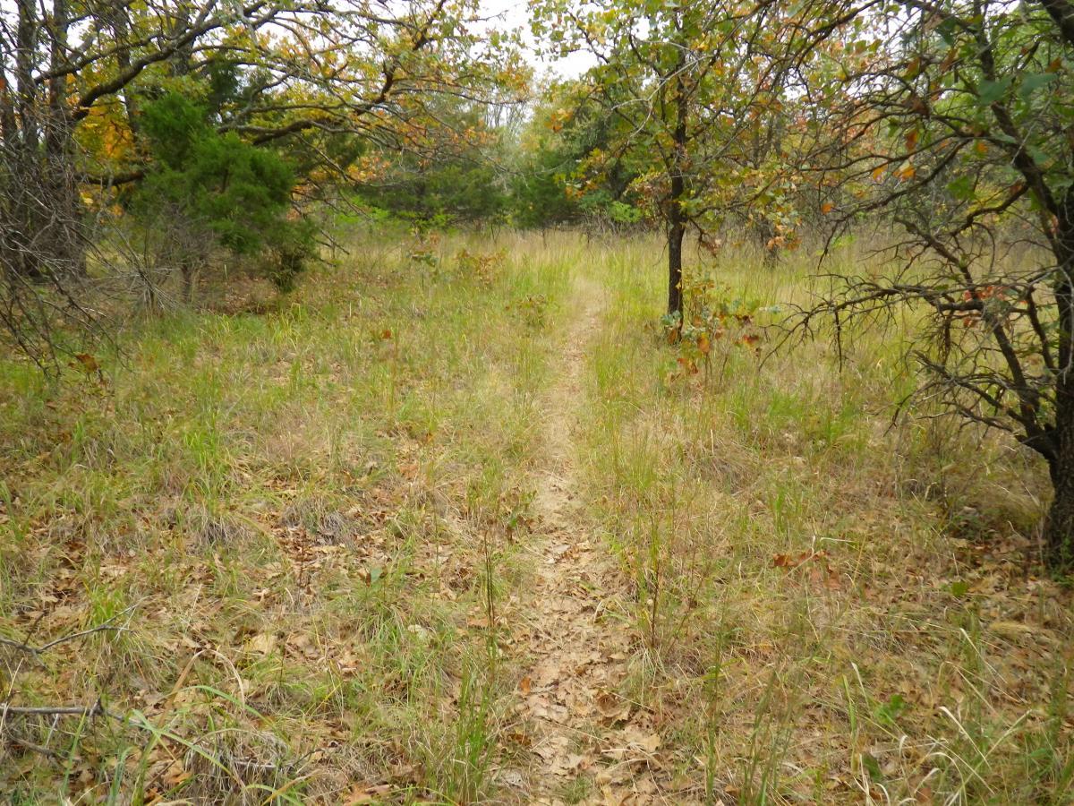 A winding dirt path surrounded by tall grass and trees in an autumn forest setting. The ground is covered with fallen leaves, and a variety of green and orange foliage is visible in the trees. The scene conveys a peaceful and natural outdoor environment. Oklahoma "ankle Express" Hiking Trail - Greenleaf State Park mountain bike trail.