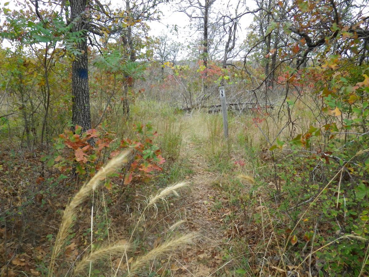 A narrow natural trail winding through a wooded area with colorful fall foliage, including orange and green leaves. A trail marker labeled "5" is visible on the right side, while tall grass sways gently in the foreground. The scene is set on an overcast day, enhancing the tranquil, rustic atmosphere of the landscape. Oklahoma "ankle Express" Hiking Trail - Greenleaf State Park mountain bike trail.