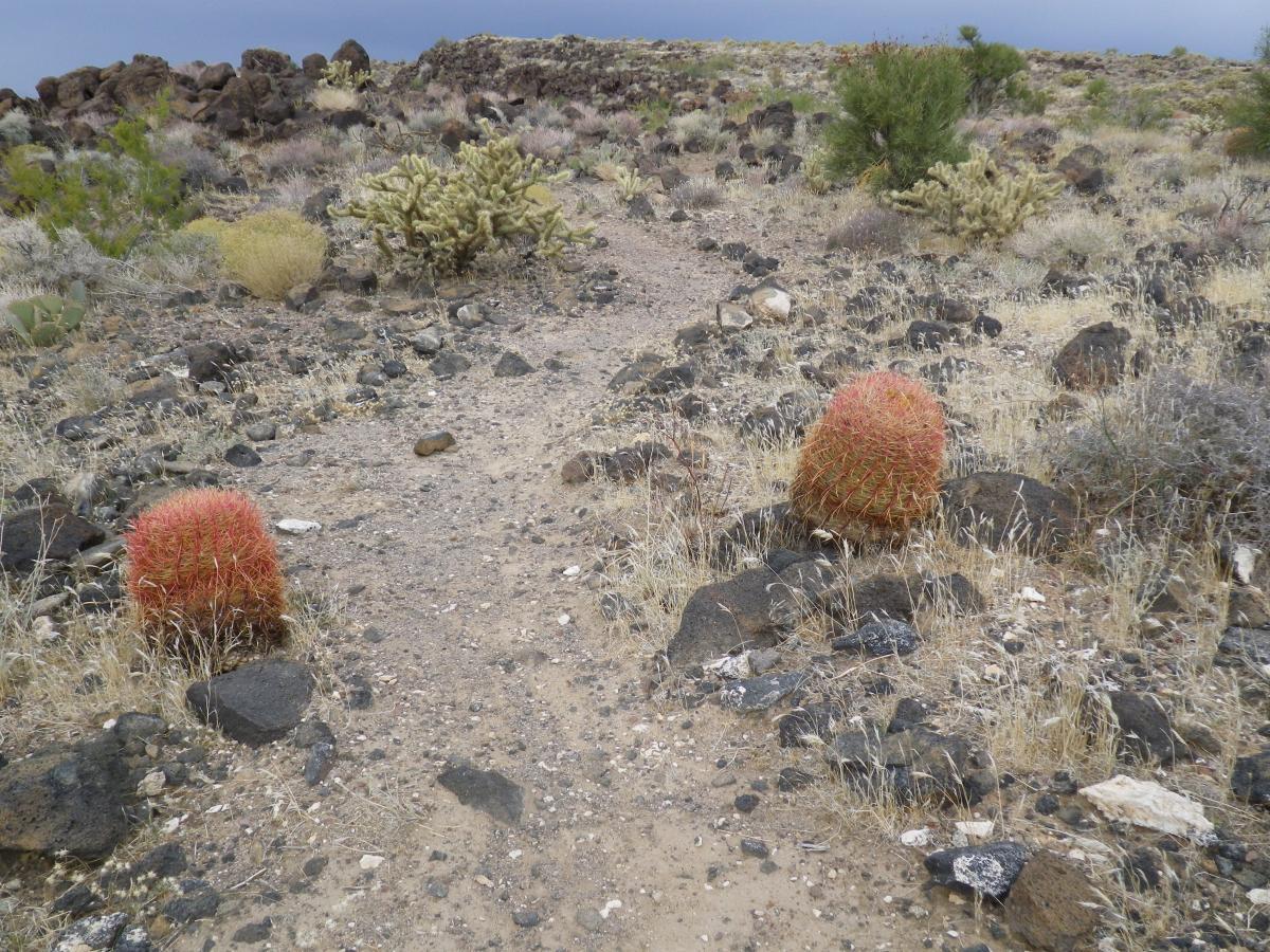 A desert landscape featuring a dirt path winding through rocky terrain, flanked by various cacti, including two prominent red barrel cacti. The background contains patches of sparse vegetation and scattered rocks under a cloudy sky. Foothills Rim Trail mountain bike trail.