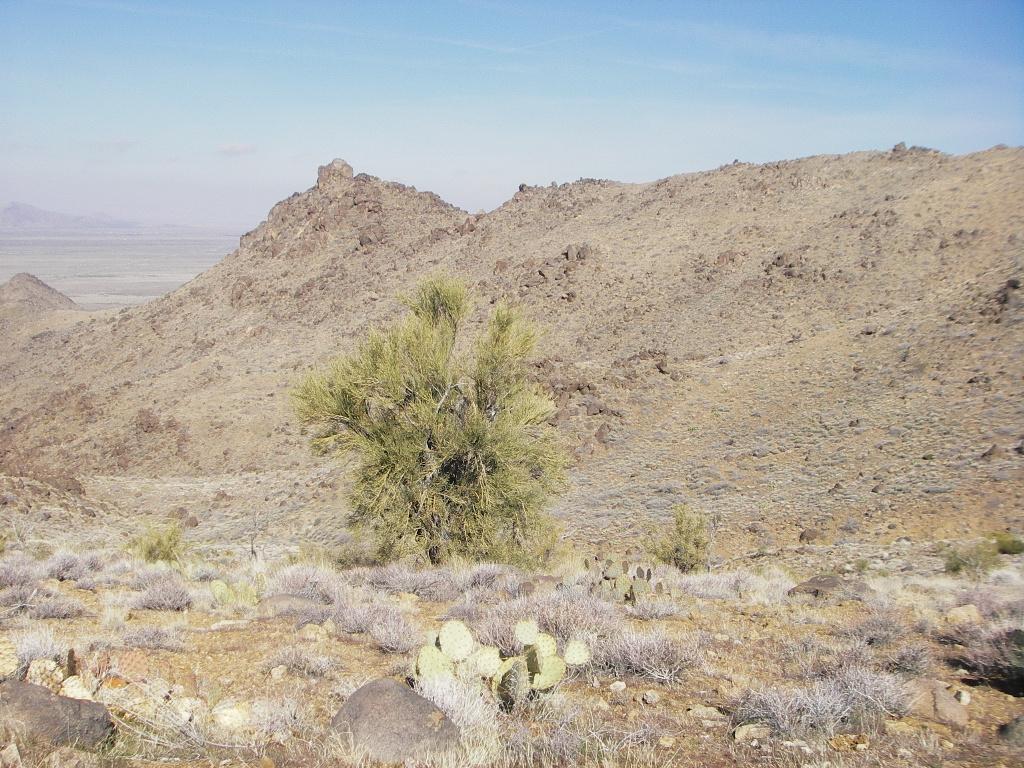A rugged desert landscape featuring rocky hills and sparse vegetation, including a green bush and several cacti, under a blue sky. Cerbat Foothills Recreation Area mountain bike trail.
