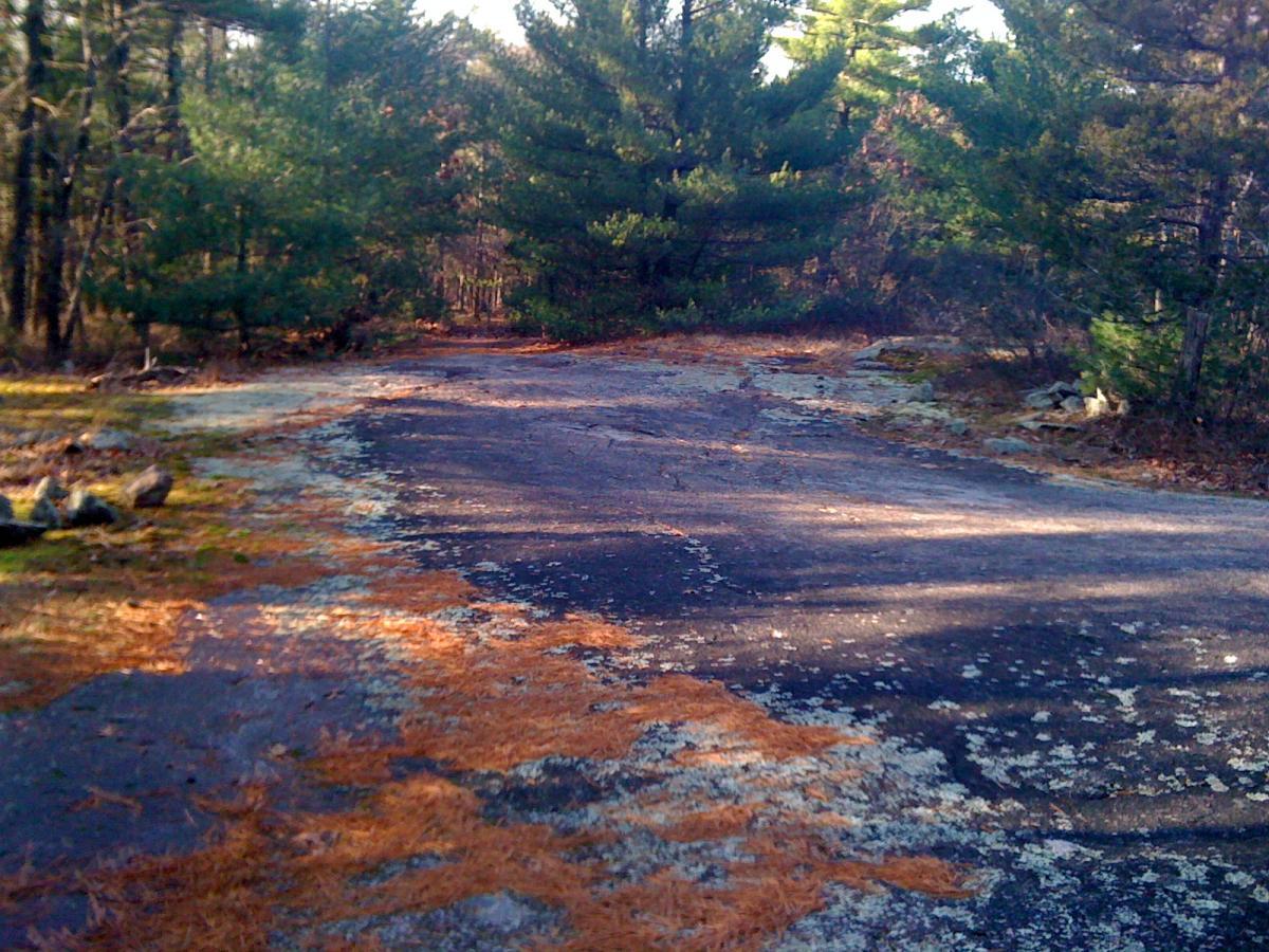 A sunlit, winding pathway covered with fallen pine needles and patches of moss, surrounded by tall evergreen trees. The road appears somewhat weathered, with scattered rocks and a natural, serene environment. F. Gilbert Hills State Park mountain bike trail.
