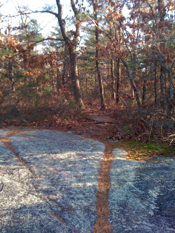 A narrow trail through a wooded area, featuring rocky surfaces and scattered pine needles. The path winds between trees with autumn foliage, creating a serene natural setting. F. Gilbert Hills State Park mountain bike trail.